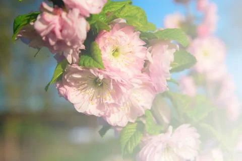 Spring pink flowers Stock Photos