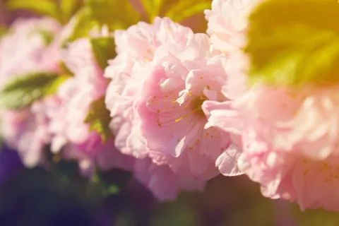 Spring pink flowers Stock Photos