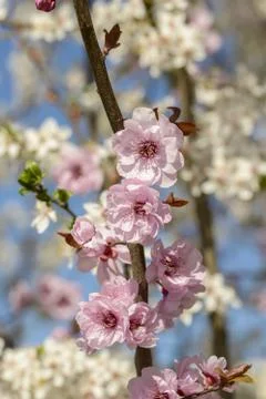 Spring pink flowers Stock Photos