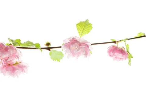 Spring pink flowers Stock Photos