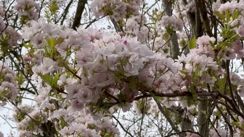 Spring pink flowers slow motion footage Stock Footage 275402294