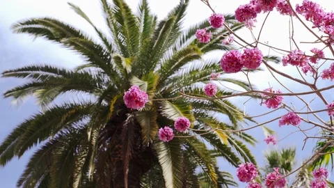 Spring pink flowers on a tree in a tropical country Stock Footage 105237763