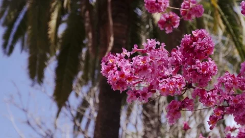 Spring pink flowers on a tree in a tropical country Stock Footage 105237857
