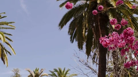 Spring pink flowers on a tree in a tropical country Stock Footage 105237953