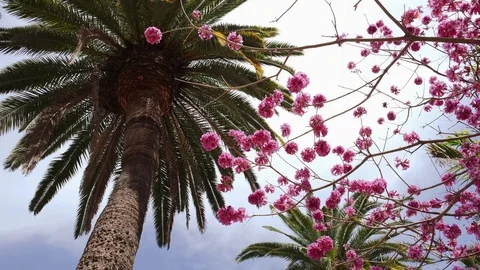Spring pink flowers on a tree in a tropical country Stock Footage 105238041