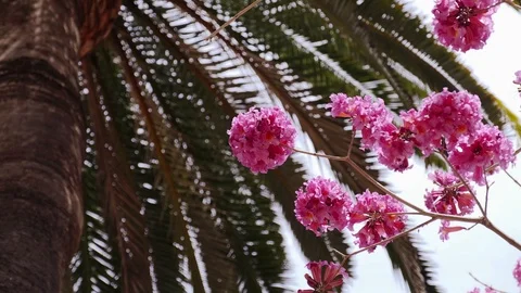 Spring pink flowers on a tree in a tropical country Stock Footage 105238061