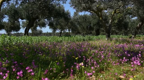 Spring pink flowers under strong trees Vidéo 55550034