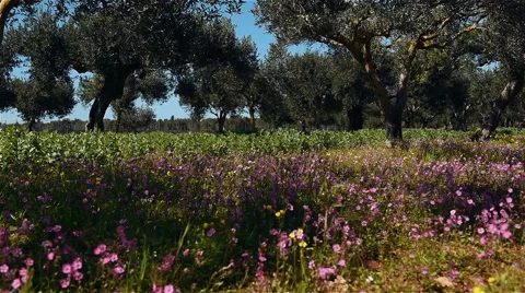 Spring pink flowers under strong trees Vidéo 55550135