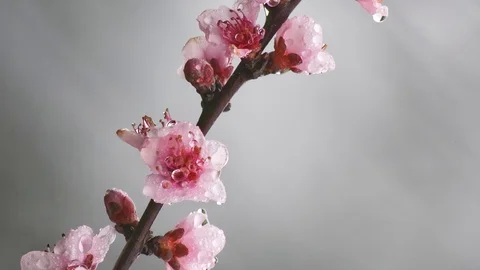 Spring in pink Stock Footage 87777881