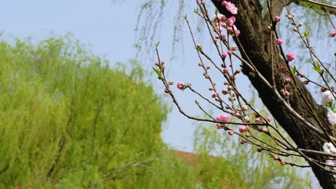 The Spring pink peach blossoms Stock Footage 107499686
