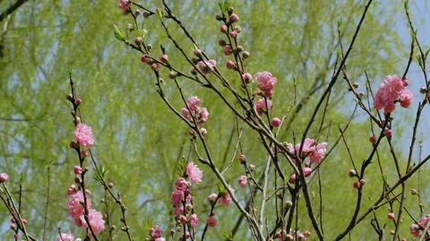 The Spring pink peach blossoms open in front of willow trees Stock-Footage 107499506