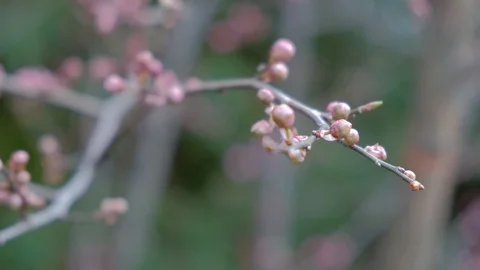 Spring pink plum blossom Stock Footage 95927336