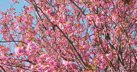 Spring pink sakura bloom branches, wide shot. Cherry Blossoming Cherry Tree In Vídeos de archivo 273039941