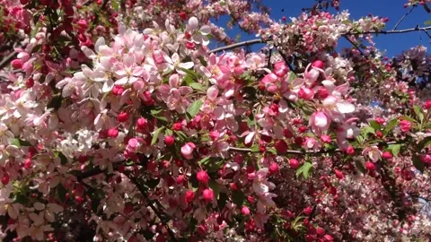 Spring pink tree blossoms tilt down Stock Footage 188379028