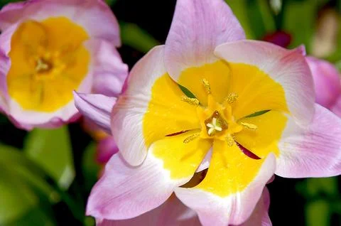 Spring pink tulip Stock Photos