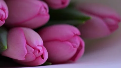 Spring pink tulips bouquet, macro close-up of fresh petals and natural textures. Stock Footage 304681537