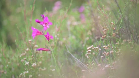 Spring Pink Wild Flowers Gently Blowing In The Breeze Stock Footage 159411977