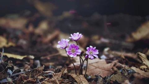 Spring Pink Wildflowers in Forest Stock Footage 340538632