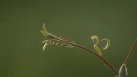 Spring Plant Growth Stock Footage 132467545