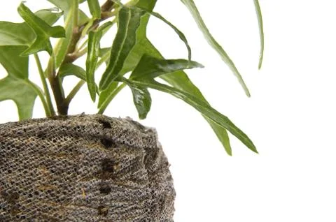 Spring plant. ivy Stock Photos