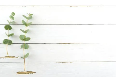 Spring plant over white rustic wooden background. Decorative green leaves Stock Photos