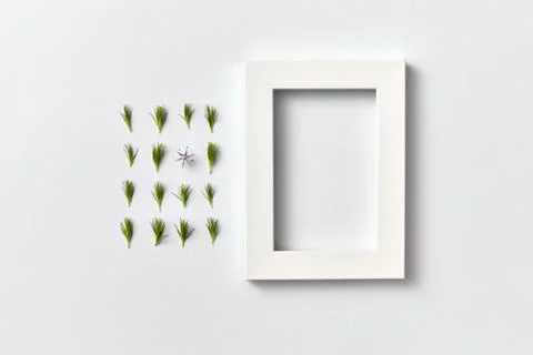 Spring plant pattern from young pine needles and empty frame on a light Stock Photos