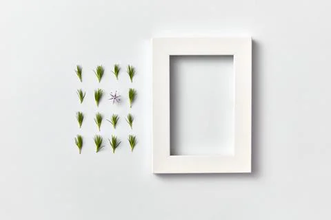 Spring plant pattern from young pine needles and empty frame on a light bac.. Stock Photos