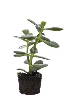 Spring plant Stock Photos