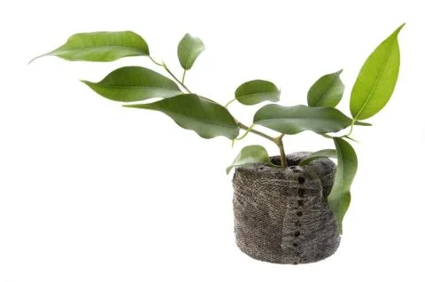 Spring plant Stock Photos