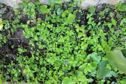 Spring plant Stock Photos