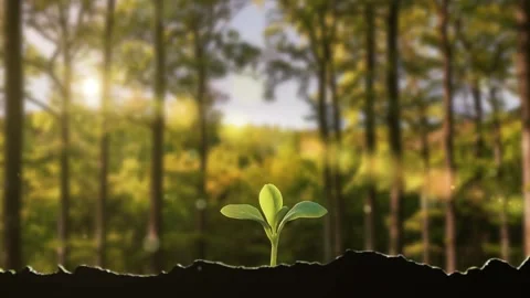 In spring, plant seeds germinate and grow. Stock Footage 333391952