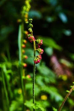 Spring plant stem with tiny red flowers Fotos Stock