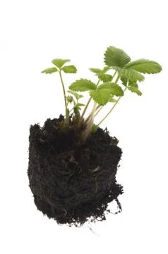 Spring plant. strawberry Stock Photos