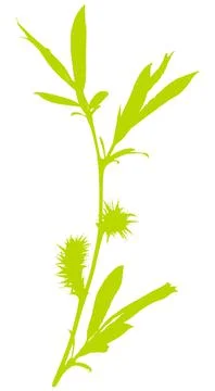 Spring plant on white background.Vector illustration. Stock Illustration