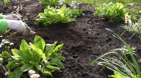 Spring planting 스톡 동영상 2103122