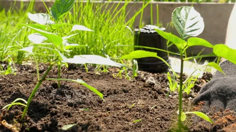 Spring planting in the garden Stock Footage 272484317