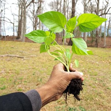 Spring planting season Stock Photos