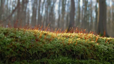 Spring plants are breaking through on the green moss. Video stock 304684005