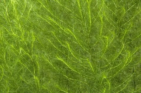 Spring Plants Stock Photos