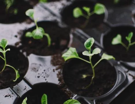 Spring Plants Seedlings Stock Photos