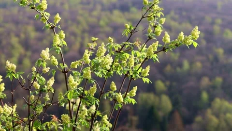 Spring plants in the sun blur 4k 30fps video 스톡 동영상 271331130