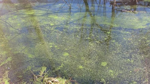 Spring plants on the water. Stock Footage 340154398