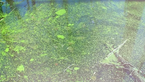 Spring plants on the water. 스톡 동영상 342595625