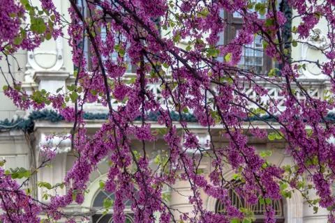 Spring in Plovdiv. Stock Photos
