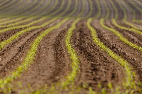 Spring plowed field curves Stock Photos
