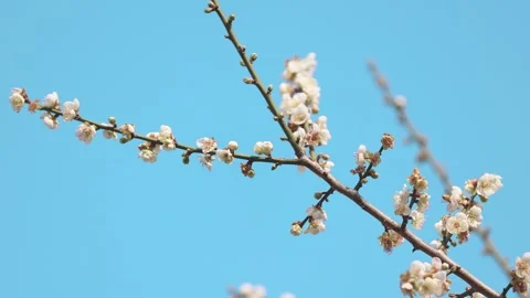 Spring Plum Blossoms Blooming on Tree Branches Against Clear Blue Sky Stock Footage 342000517