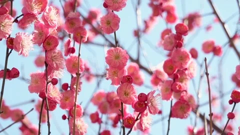 Spring Plum Blossoms in Full Bloom Vídeo Stock 346961838