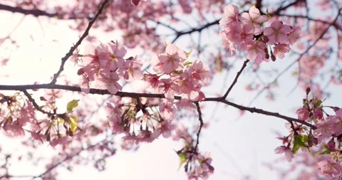 Spring Plum Flower Blossom Stock Footage 171650653