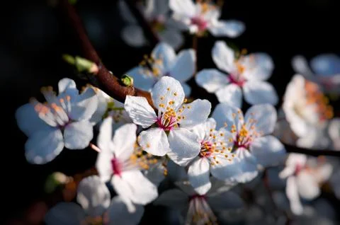 Spring plum flowers shallow depth of field Stock Photos