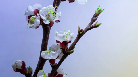 Spring in Plum Garden Stock Footage 49194039